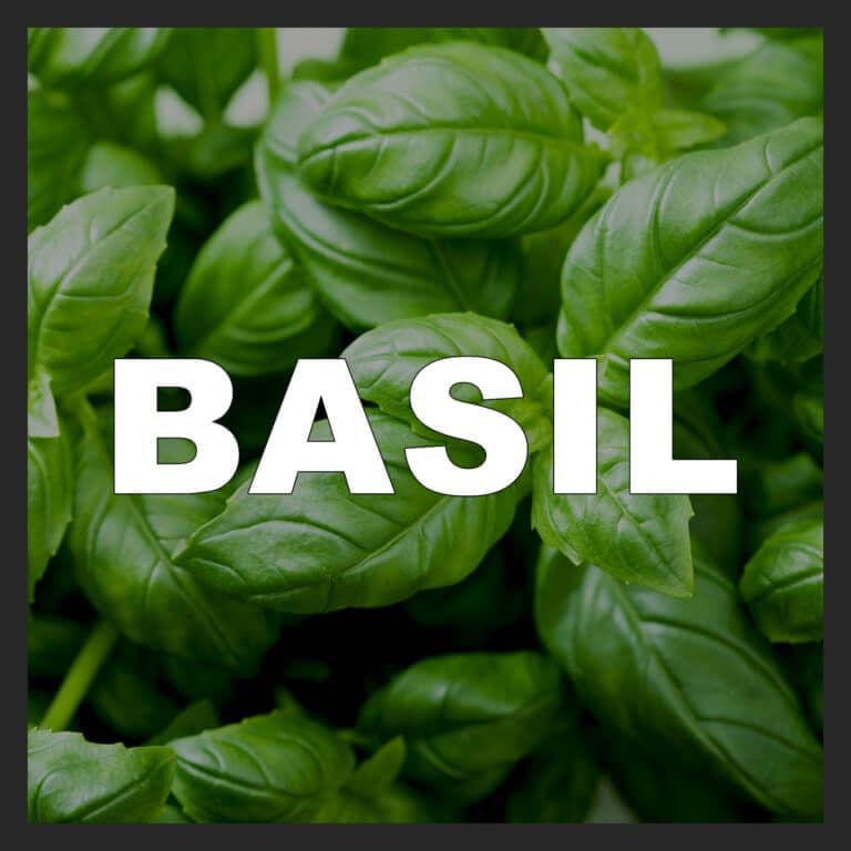 Basil