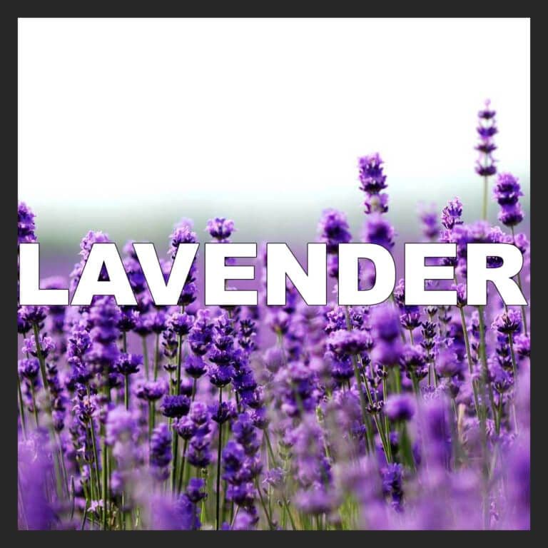 Lavender